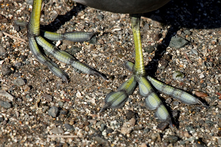 coot feet